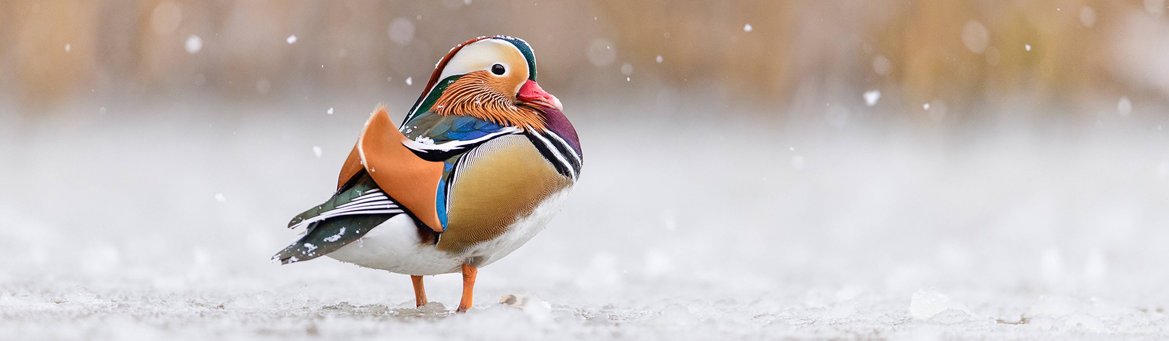 AI Basics, Talk About Searches