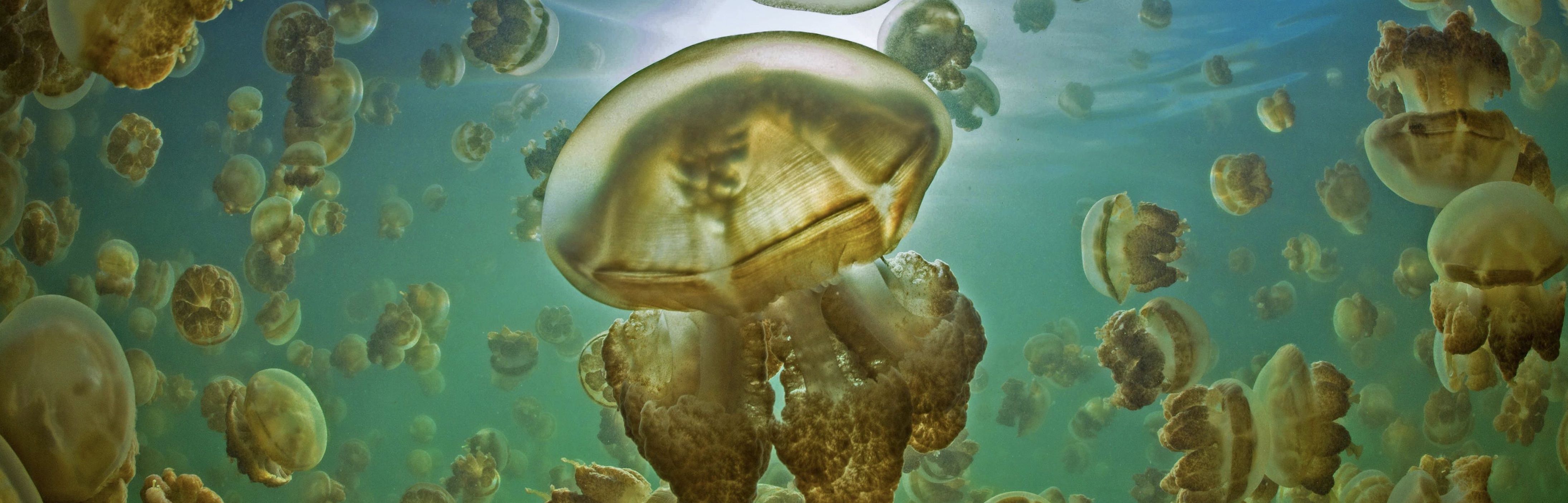 谷歌地图里面照片的评论和照片在华为手机里面显示不出来