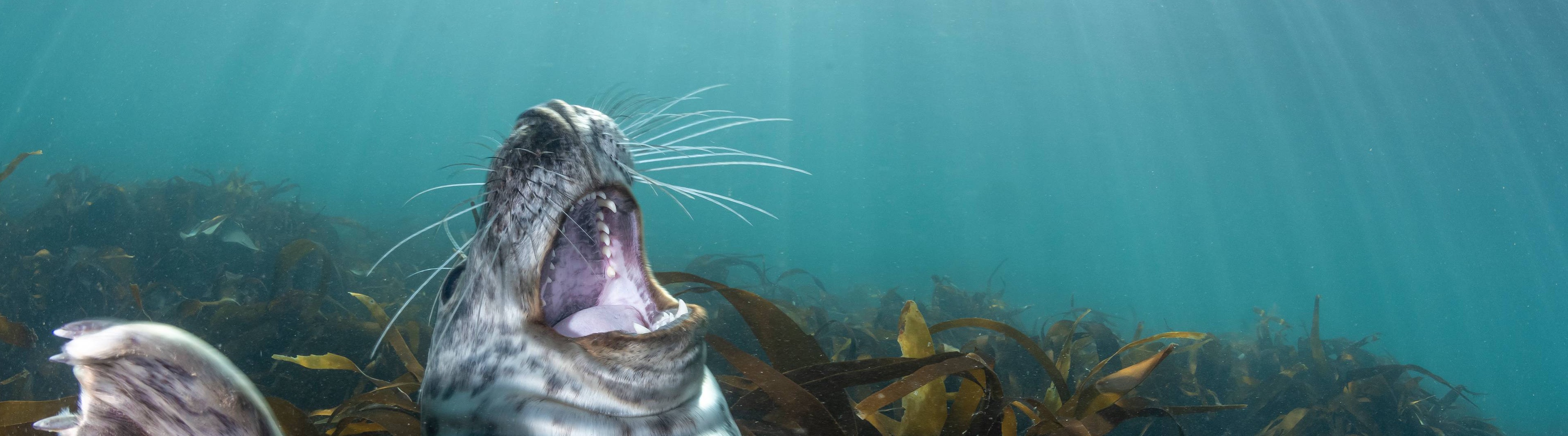 docker-commands-bible