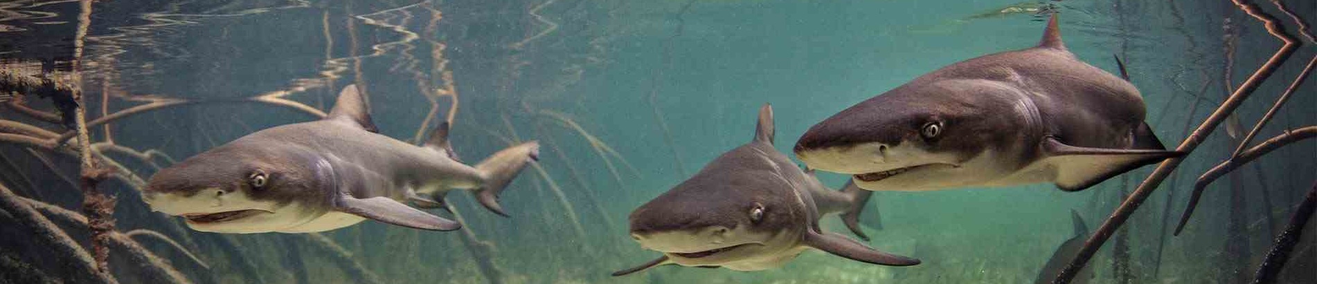 To increase your productivity 10 times, learn expect and read this blog