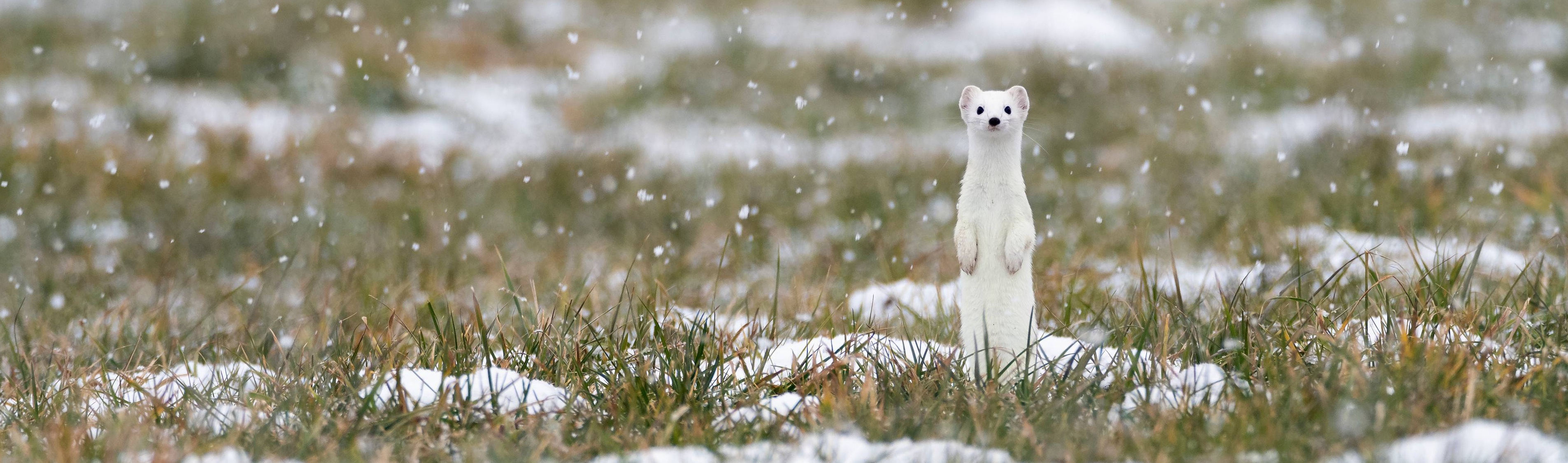 Maximum Subarray Problem A Deep Dive Evolution of Maximum Subarray Problem Thinking