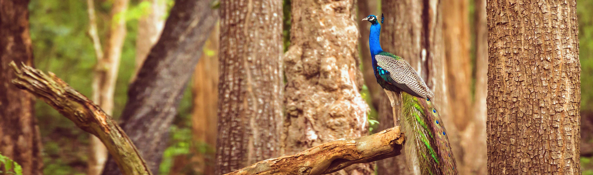 Pearls in Front end development