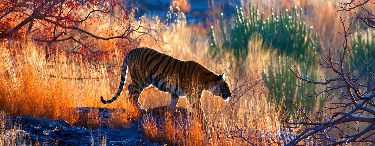 When Dependencies Attack A Master Class Python Environment Warfare