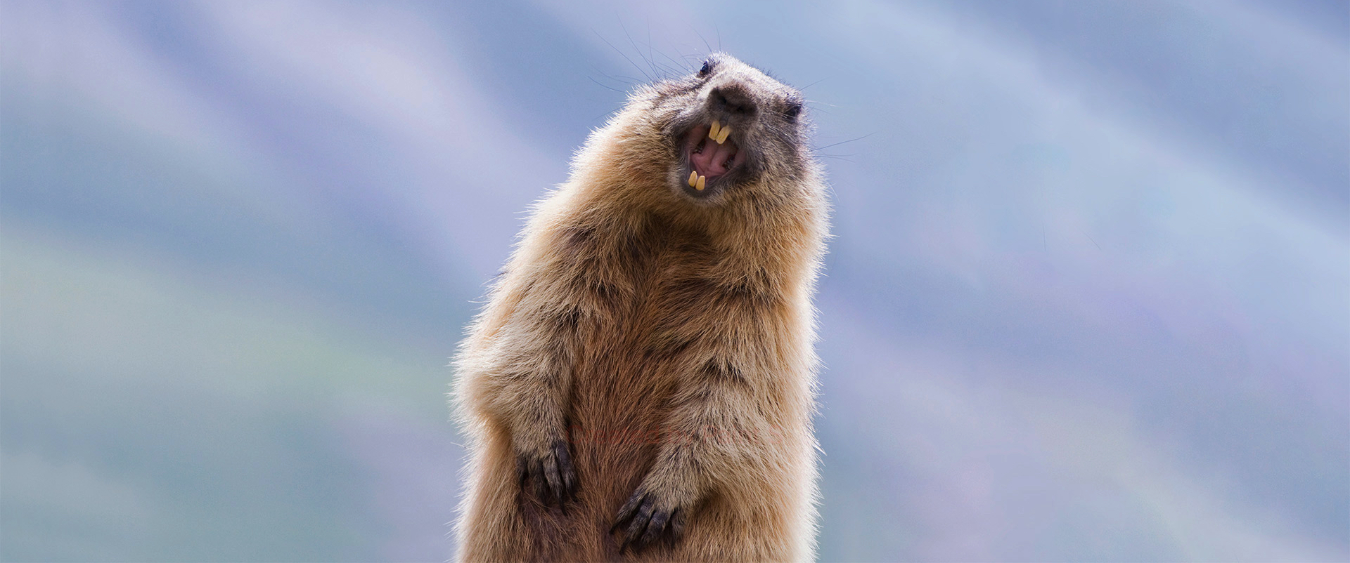 The Secret of Double Slashes Path Conversion Magic Git Bash Docker Interaction