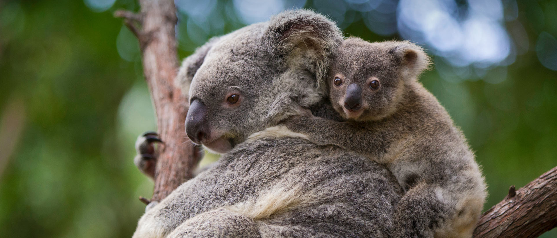 Secure Remote Desktop Access Windows via WSL and SSH Tunnel switch RDP status home modemai macOS