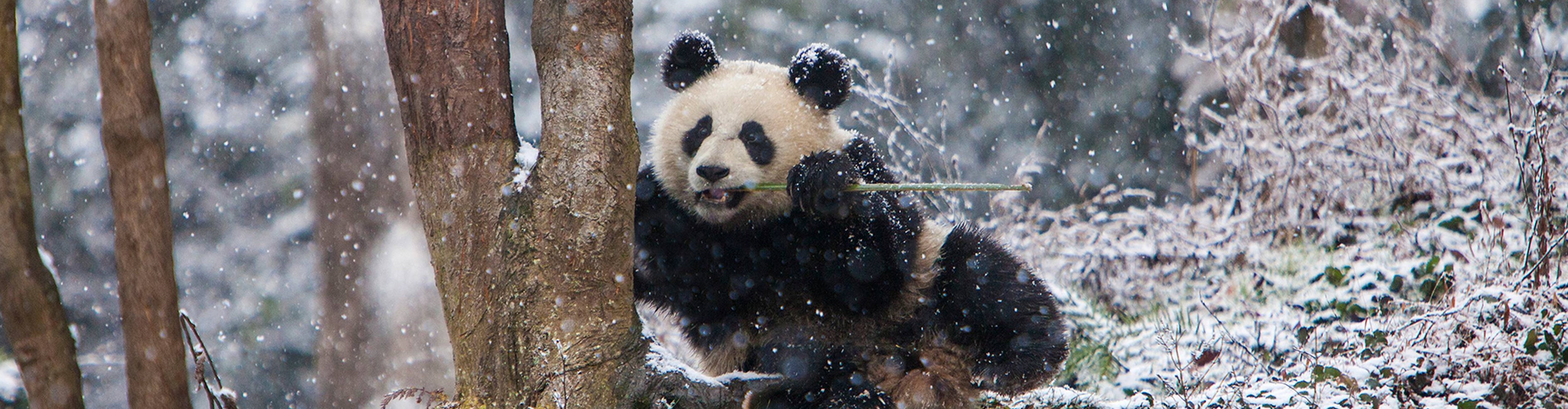 Mysql Operator To Extract Json