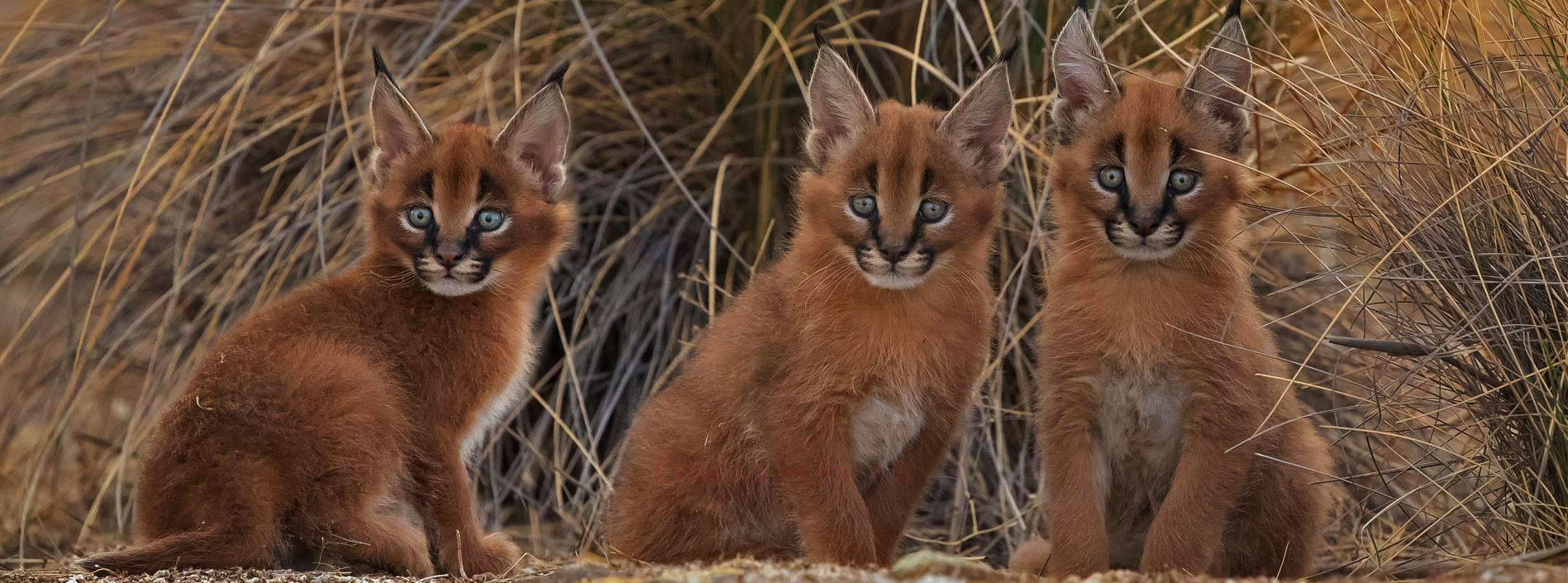 Tell me difference of truststore and keystore in short answer