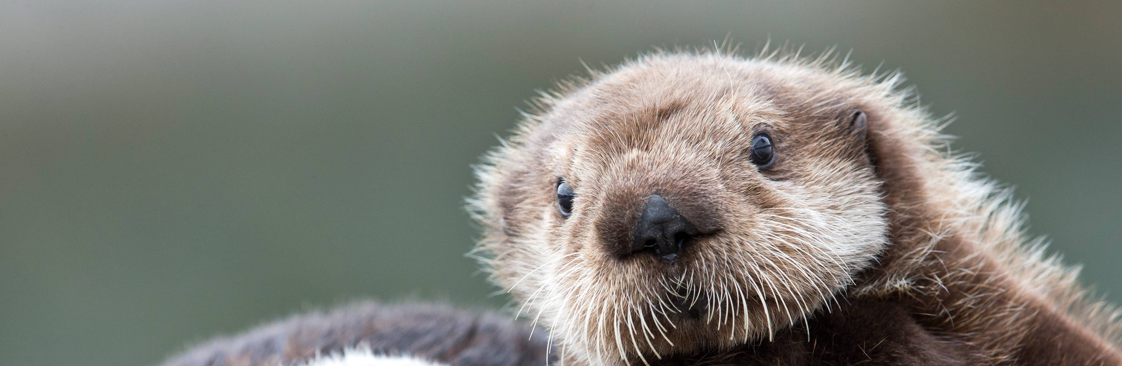 Understanding React export a Component