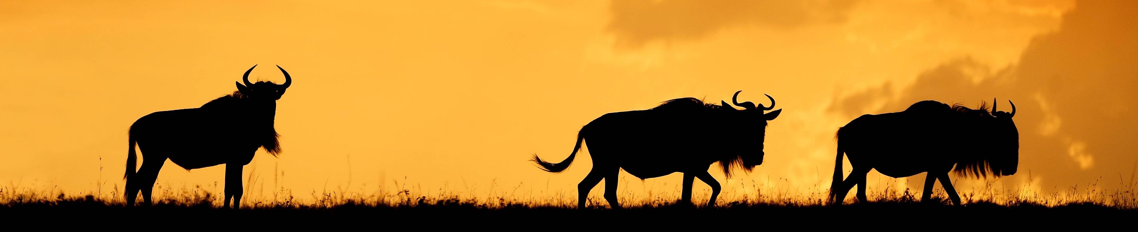 Useful Shortcut Tips for MacBook Office Workers