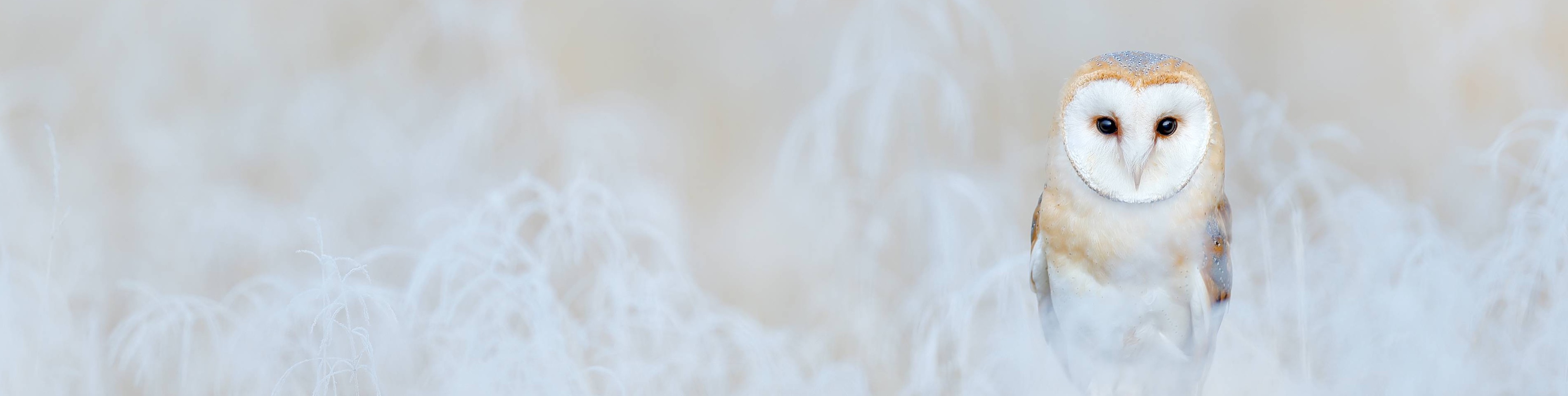 Understanding Lookbehind and Lookahead in Regular Expressions for Efficient Text Processing