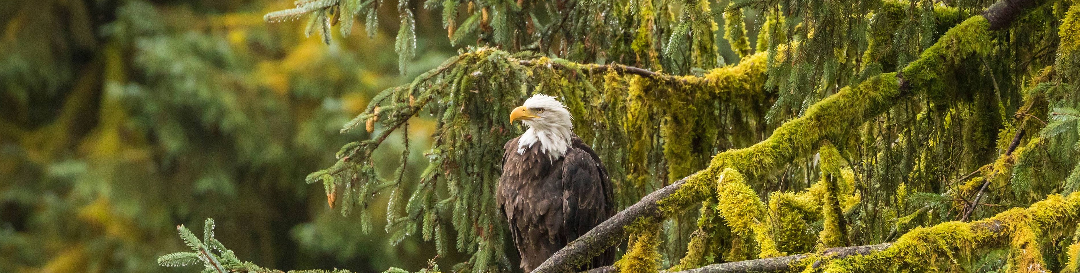 why use mid = (low + high) // 2 but not (high-low)//2